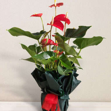 Anthurium