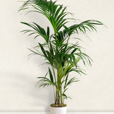 Kentia