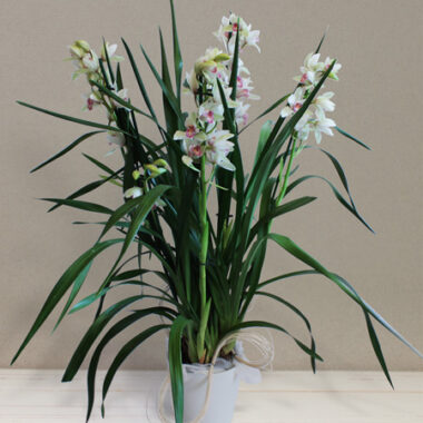 Mini Cymbidium