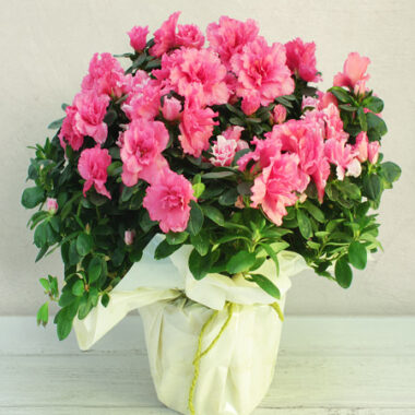 Azalea