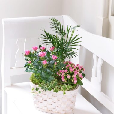 Mixed Planted