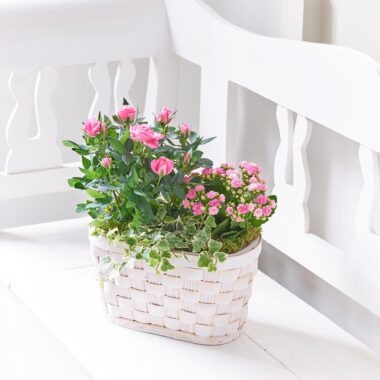 Kalanchoe