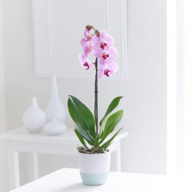 Pink Phalaenopsis
