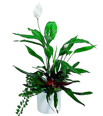 Arrangement of Plants