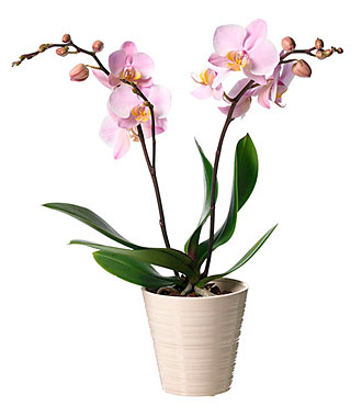Orquídea Phalaenopsis para entrega internacional en Suecia