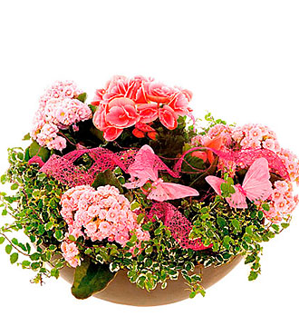 A Nice Arrangement of Pla