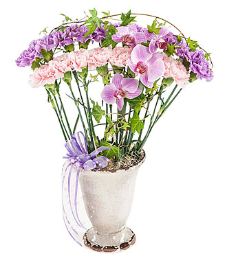 Elegance -Decor of Carns