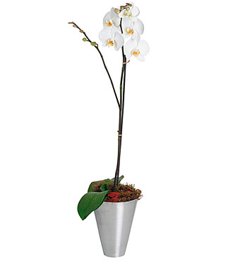 Phalaenopsis Plant