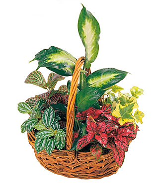 Arrangement of Plants