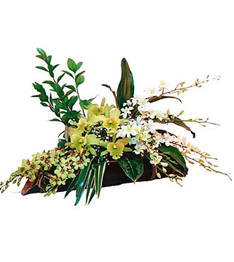 Arrangement of Orchids
