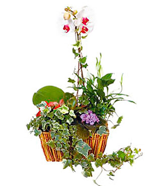 Argmt of Plants in