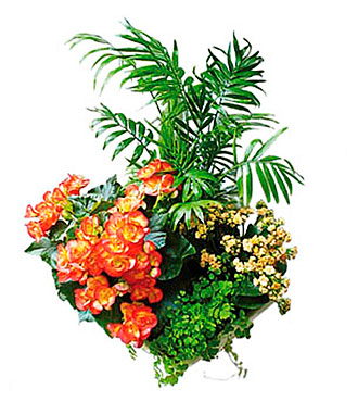 Arrangement of Plants