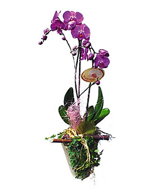 Phalenopsis Plant