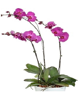 Flowering Plants
