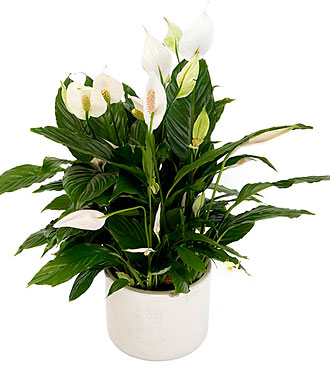 Spathiphyllum, Inclusive