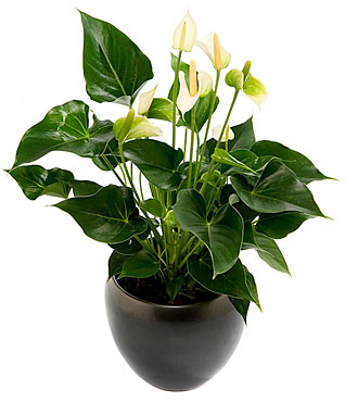 Flamingo flower plant, in