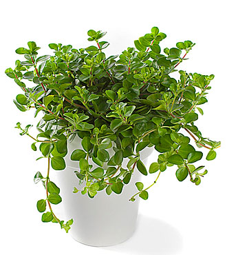 Peperomia, inclusive pot