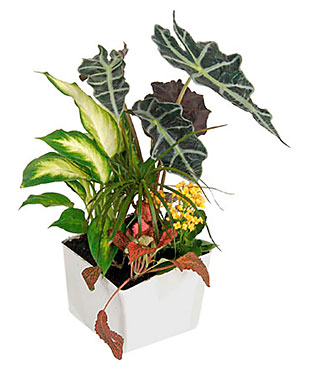 Arrangement of Plants