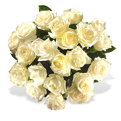 White Roses 1 White Roses