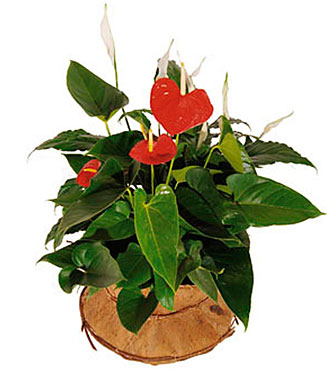 Arrangement of Plants