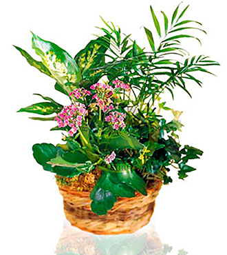 Arrangement of Plants