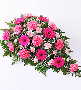 Carns/Germini Spray Pink