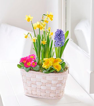 Vibrant Planted Basket