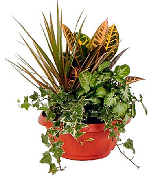 Green Dishgarden Plant Ar