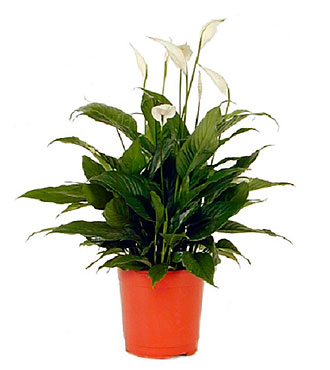 Spathiphyllum
