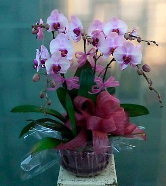 5 Stems Orchid Plant