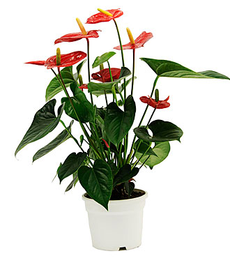 Anthurium Plant