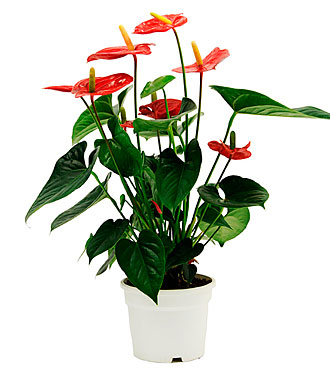 Anthurium Plant