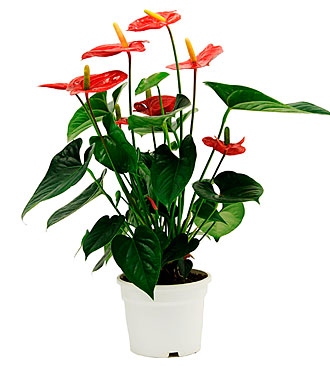 Anthurium Plant