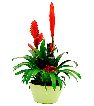 Arrngmnt of Bromelia