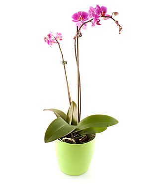 Orchid