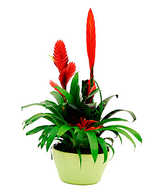 Bromelias Plant