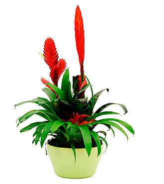 Bromelias Plant