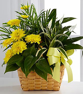 Loving Light Dishgarden
