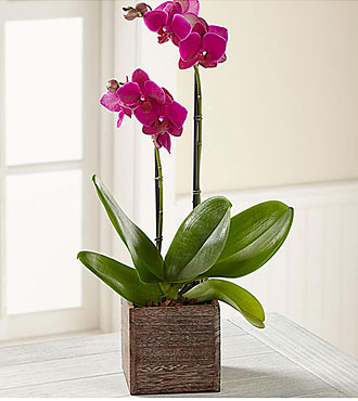 Fuchsia Phalaenopsis Orch