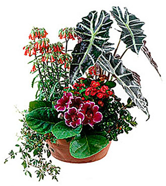 Arr. of Plants for Indoor