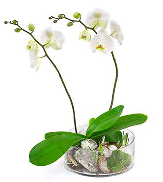 2-Stemmed Orchid in Glass