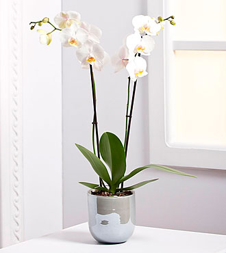 Orchid Plant