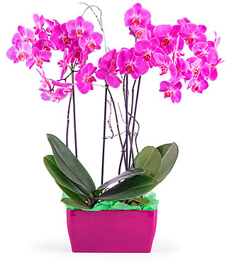 Arrangement of Phalaenops