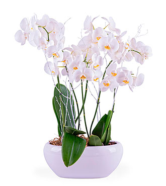 Centerpiece of white Phal