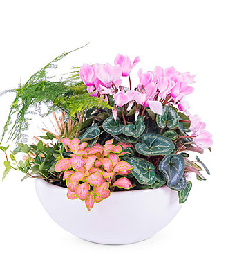 Centerpiece of Mixed Plan