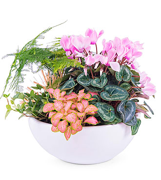 Centerpiece of Mixed Plan