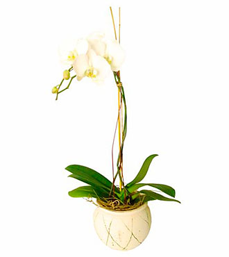 Orchid In Ceremic Vase (S
