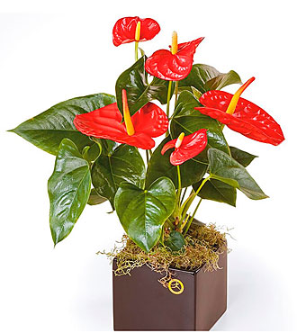 Seasonal Plants Flowering