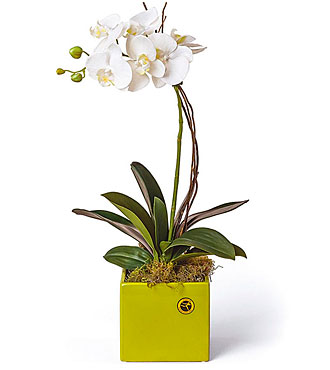 Phalaenopsis Plant