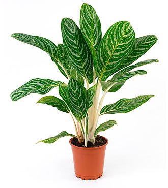 Single Plant
